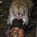 monkey_macaque_balinese_mf_ubud_v_0685_bal0695.jpg